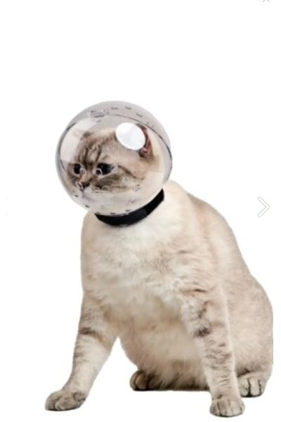 KEDİ FANUS KAFALIK