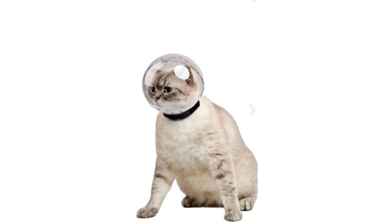 KEDİ FANUS KAFALIK