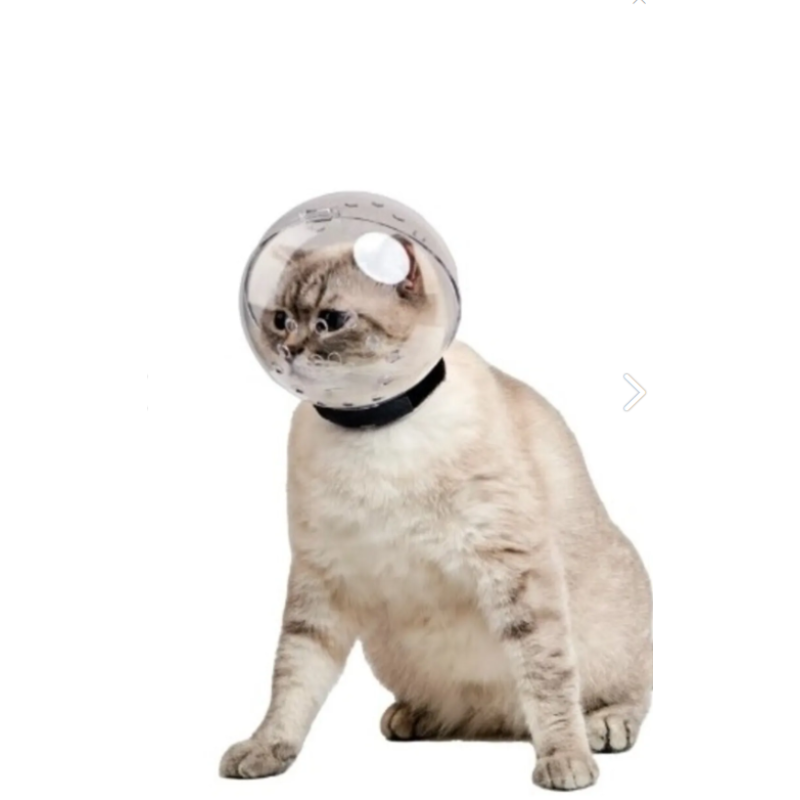 KEDİ FANUS KAFALIK